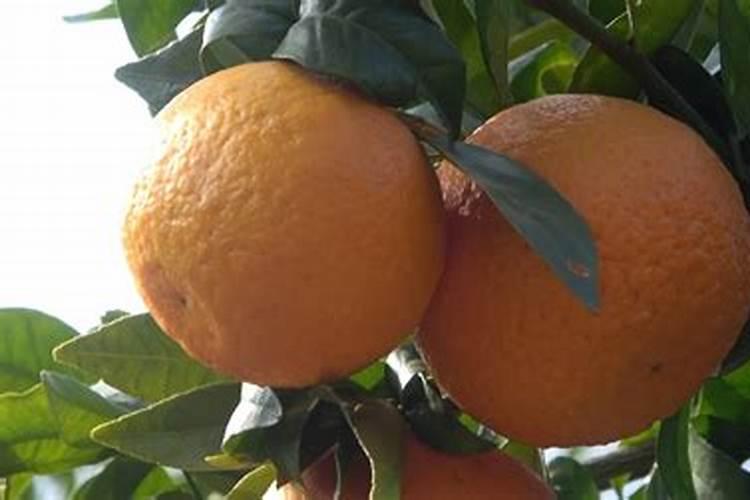 柑橘果实返青不可逆,气温回暖之后,晚采摘果园需多加注意