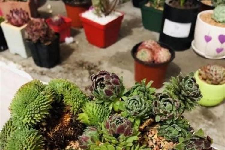 多肉多久施肥一次