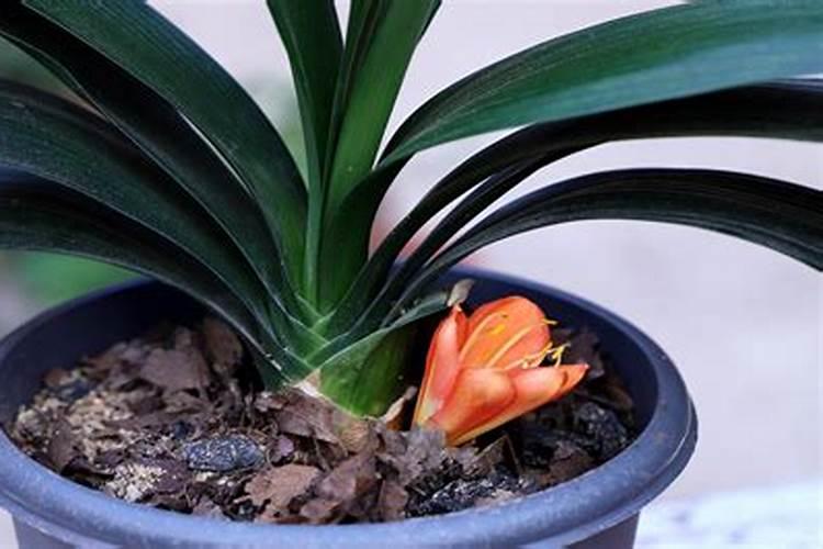 君子兰怎样重新发根(描述君子兰快速生根的办法)