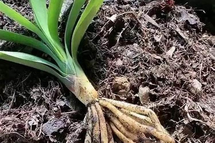 如何给君子兰配土