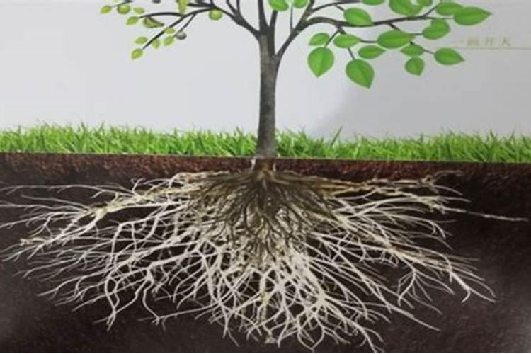 移栽室内植物多久施肥 室内植物什么时候需要施肥？