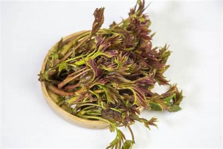 香椿如何种植？