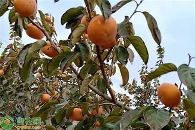 柿子树新芽叶往下垂原因