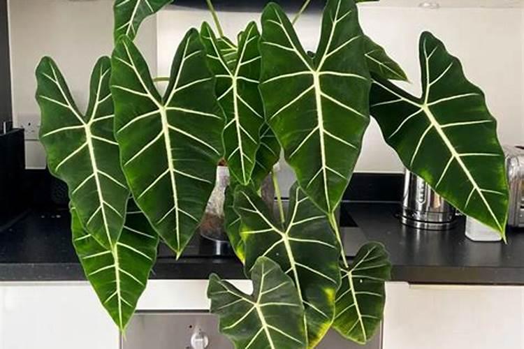 斑马海芋怎么养