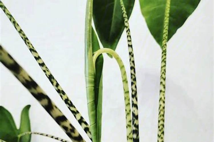 萨利安海芋为啥能成为网红绿植,它有什么养护难点？