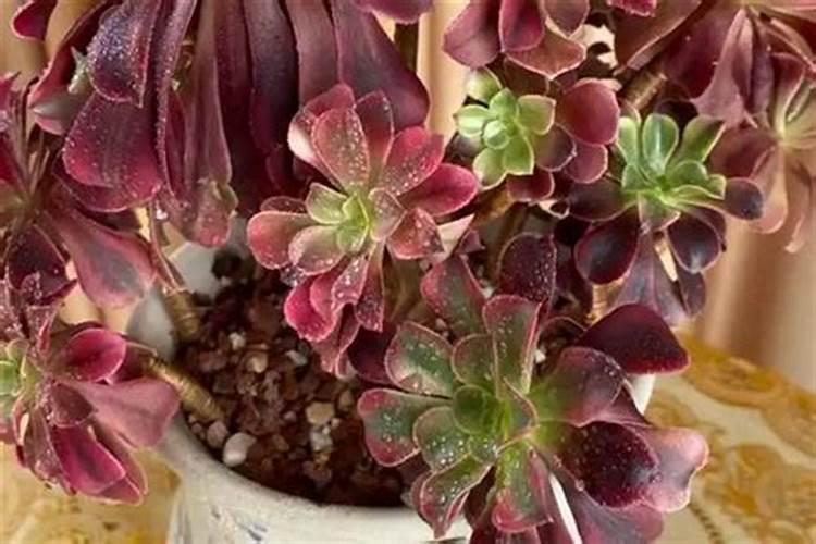 蝴蝶兰美杜莎是新品吗？