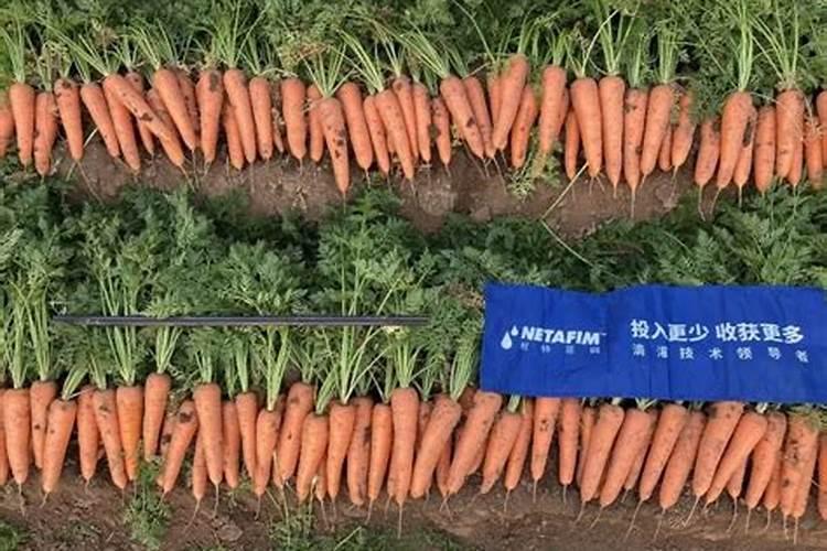 复合肥料怎样冲施效果最好？胡萝卜用滴灌冲上肥料后再浇多长时间最合百...