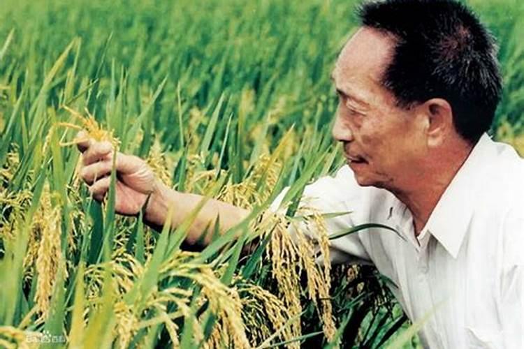 袁隆平对社会有什么贡献,是什么科学家