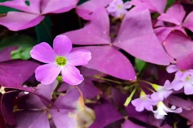 醡浆草怎么养护长得好