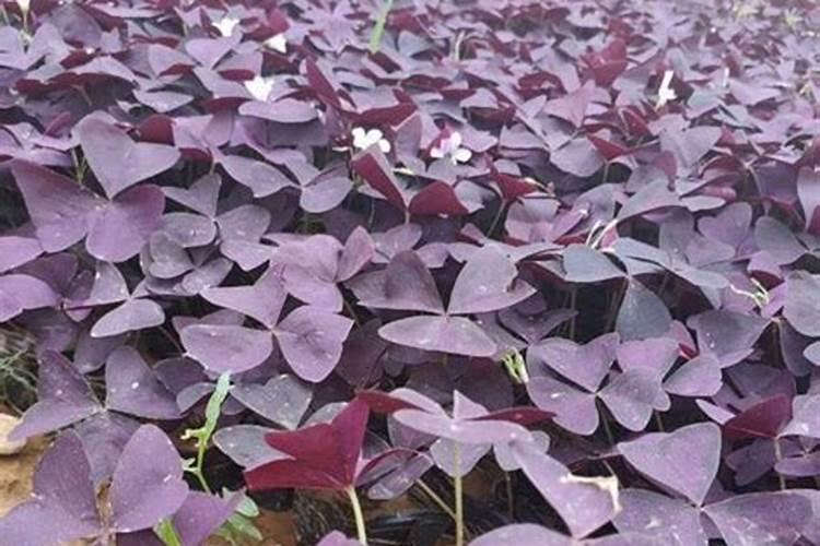 如何养护好酢浆草？