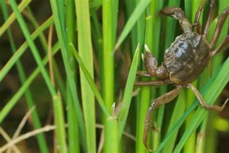 稻田养蟹水稻田施肥怎么做？