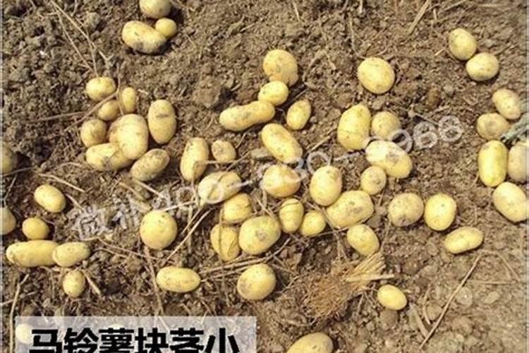马铃薯栽培如何补充镁肥？