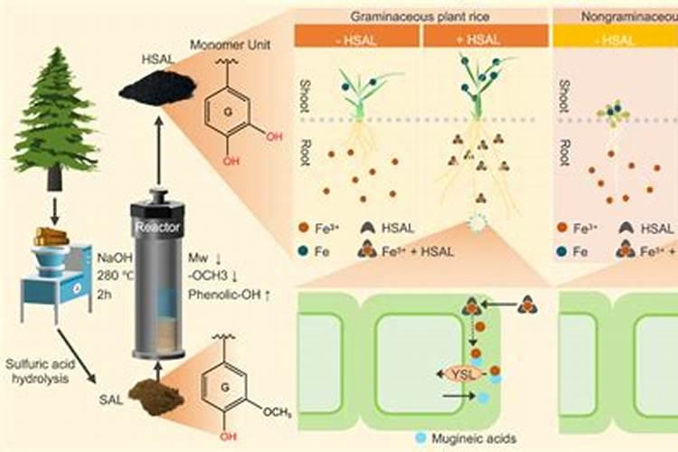 让树木快速生长的肥料
