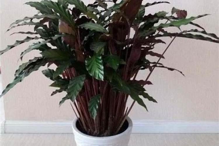 烟叶旺叶面肥真管用吗