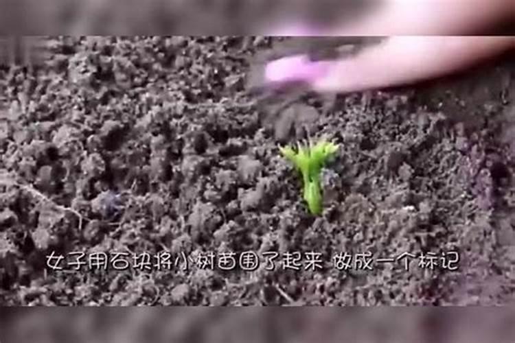 请问一下施加复合肥要用土盖住吗？还是是不是施了复合肥后尽量不要浇水...