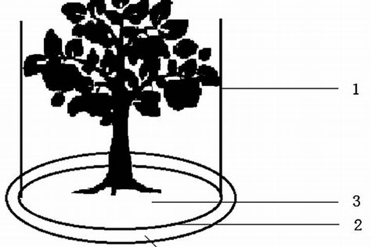 8月份苹果树如何促花施肥