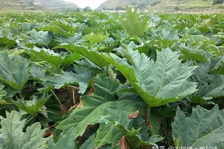 唐古特大黄的栽培