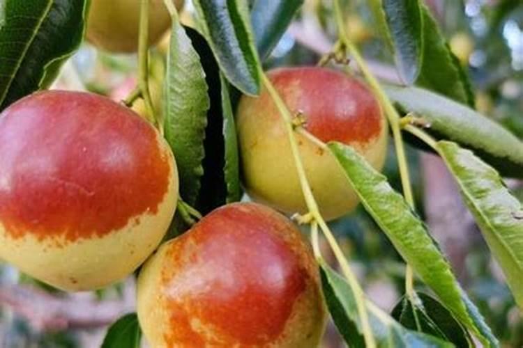 冬枣树什么时候施肥好？