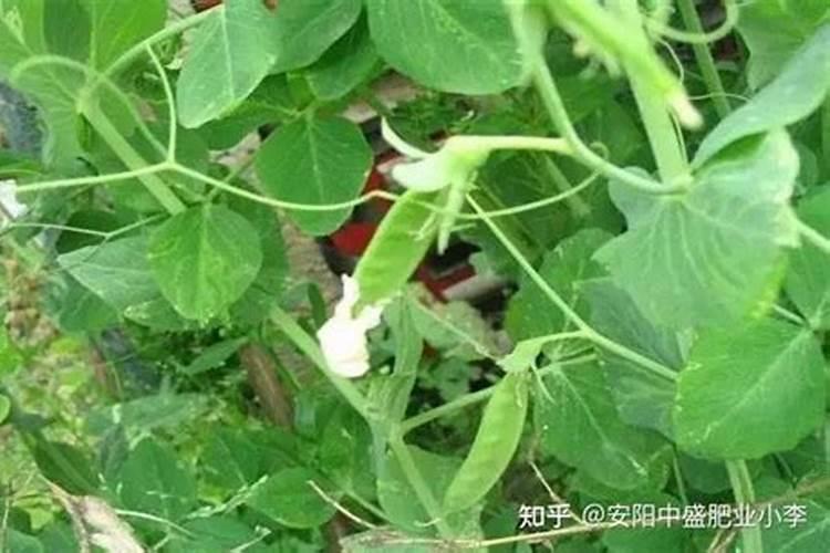香豌豆盆栽种植体验【坐标南京】