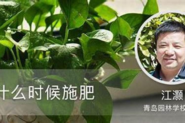 盆栽花几份停止施肥(盆花多长时间施一次肥)