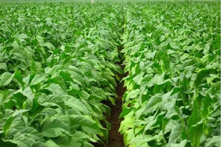 楚雄州种烟亩产多少