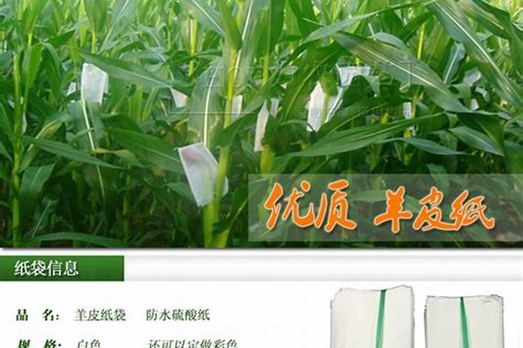 纪元128玉米品种介绍