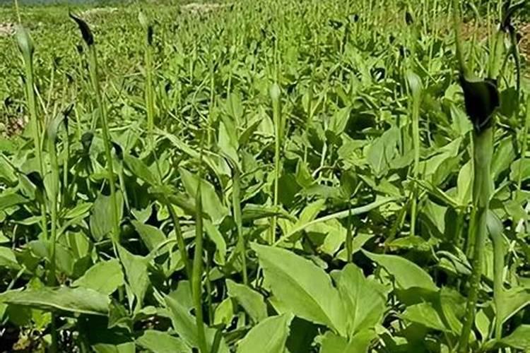 种植半夏用什么肥料最好