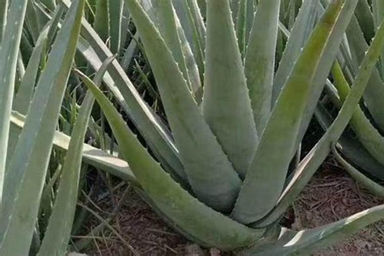 芦荟用什么肥料长得快 什么时候施肥好