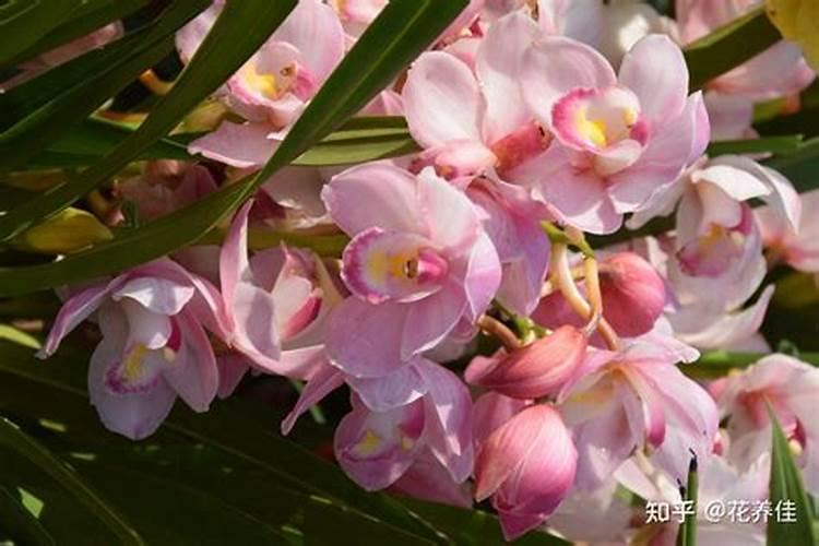 大花蕙兰施肥方法