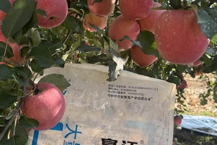 8月份初苹果怎么施肥