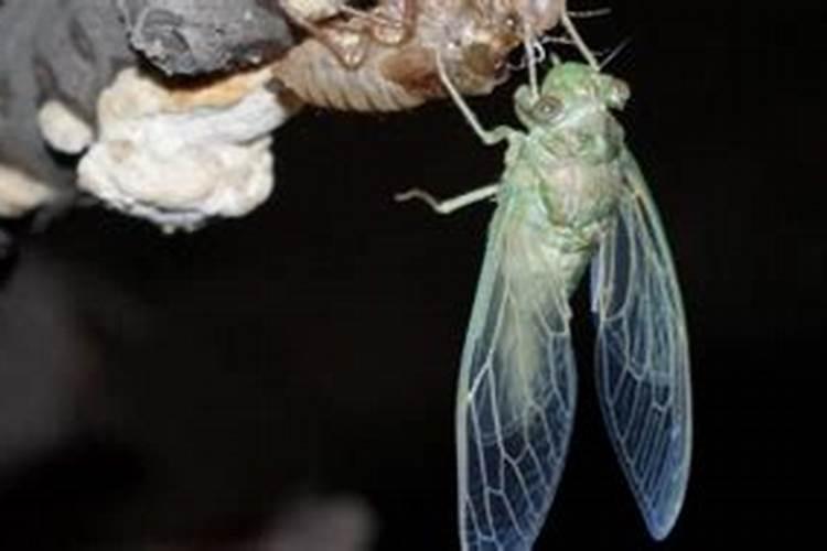 金蝉花的种植方法是怎样的？