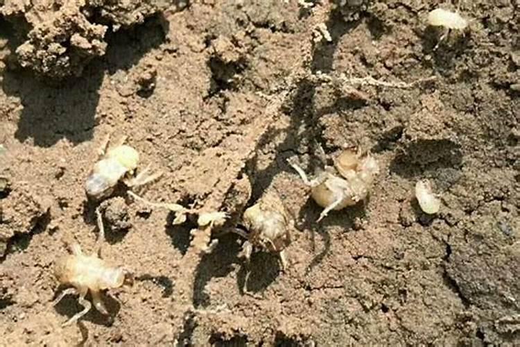 金蝉花如何养殖