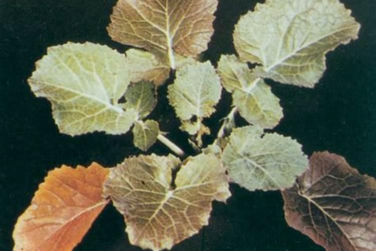 施肥对油菜生长有何重要作用