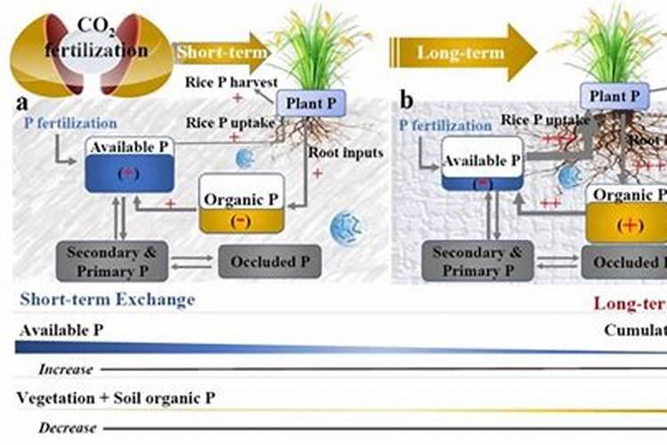 当豆科绿肥与水稻轮作时,为什么强调将磷肥施用在绿肥季,达到“以磷增...
