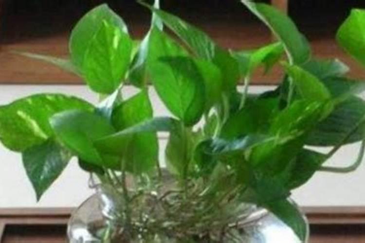 绿萝复合肥一盆施几粒 和营养液能同时使用吗