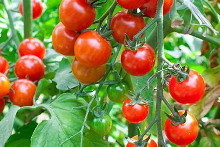 黄瓜多久施肥一次 “黄瓜施肥时间间隔是多久？”