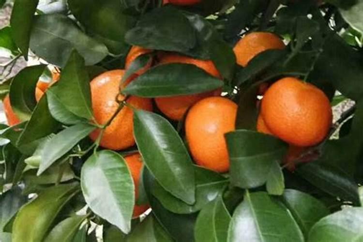 为什么血橙树开花结果后没多长时间全部都掉果了？