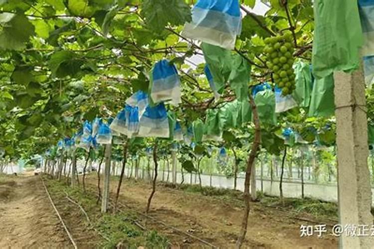 江西微量元素叶面肥木醋液