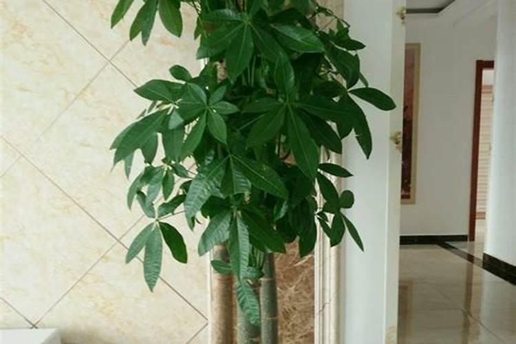 发财树浇什么肥料可枝叶旺盛