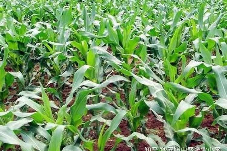 玉米肥料怎样施效果好