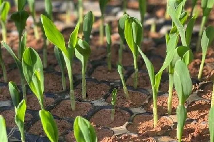 玉米发芽11天后施什么肥好？