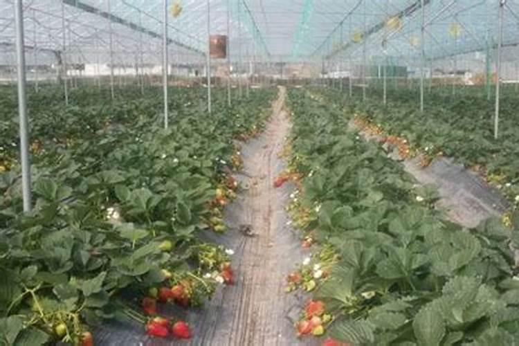 三个20的平衡水溶肥什么时候使用