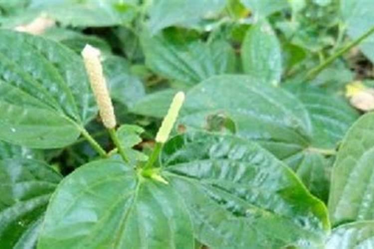 槟榔施什么肥保果