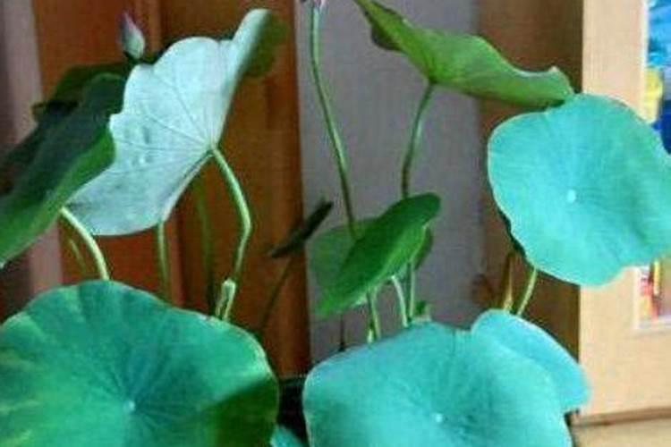 河底淤泥可以做肥料吗？