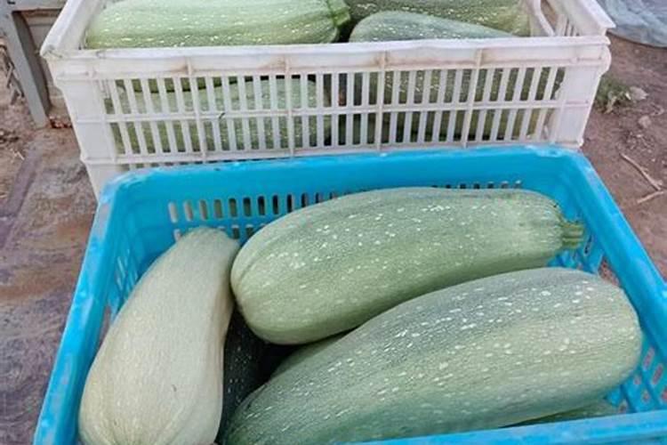 角瓜苗发黄怎么回事