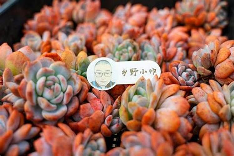 多肉植物长得太慢？2种肥料搭配使用,爆盆易如反掌