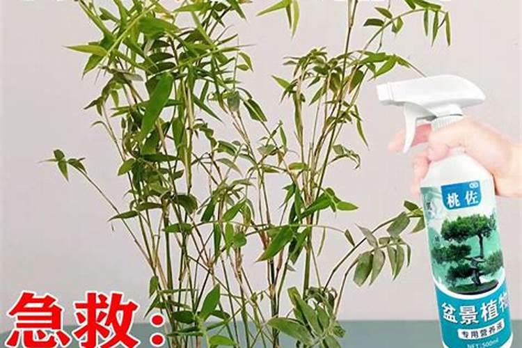 水培竹子怎样才能长得更旺盛？