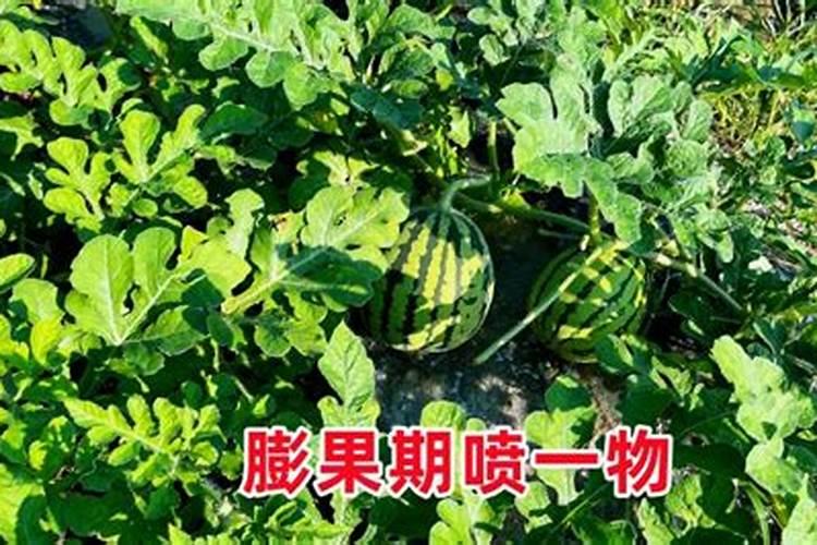 西瓜后期用什么肥？
