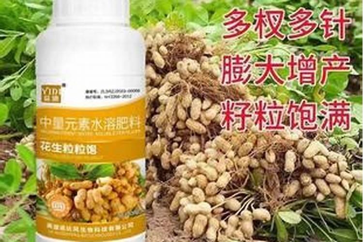 花生控旺用什么肥料最好？花生肥料怎么用果实饱满、颗粒大？
