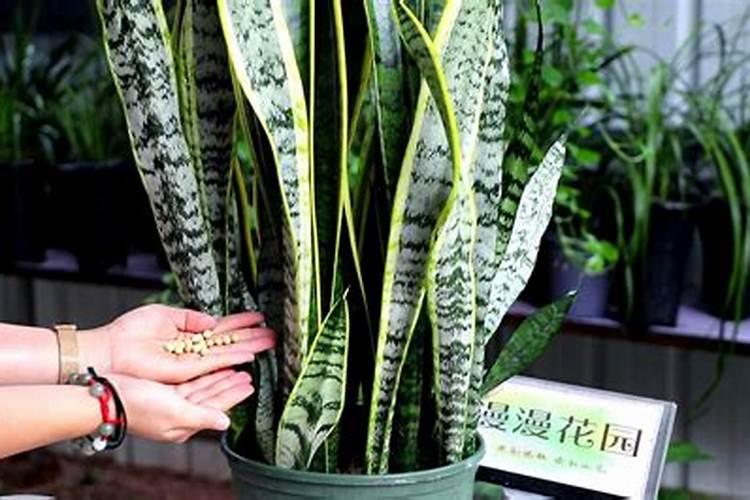 虎皮兰如何恢复金边